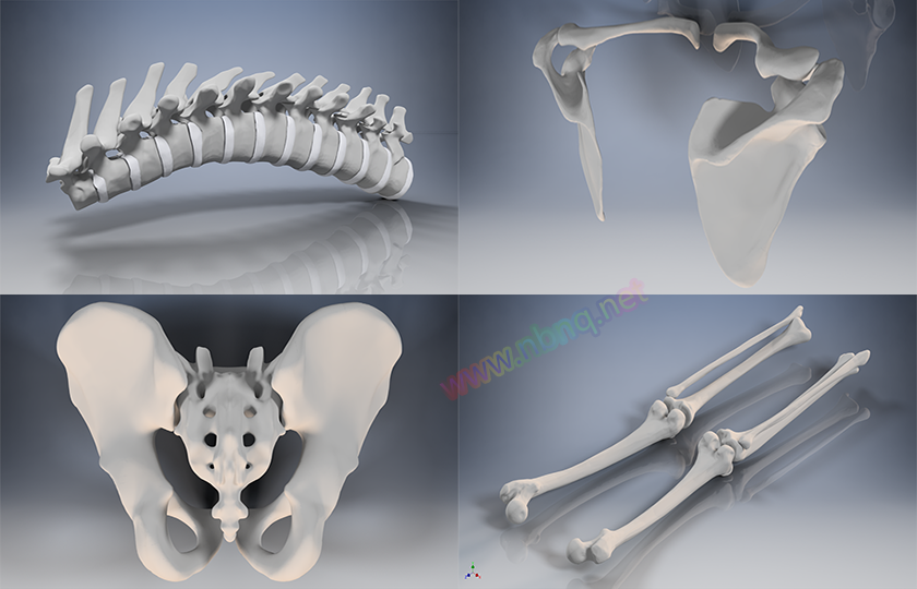 精华！模型下载：人体解剖学V4 -男性骨骼